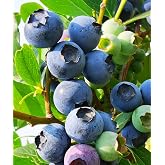 Blueberry Seeds for Planting 200 Pcs