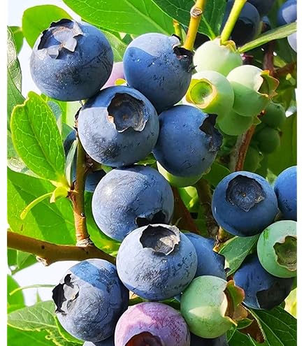 Amazon.com : zellajake 50+Blueberries Seeds Heirloom Plants Berry