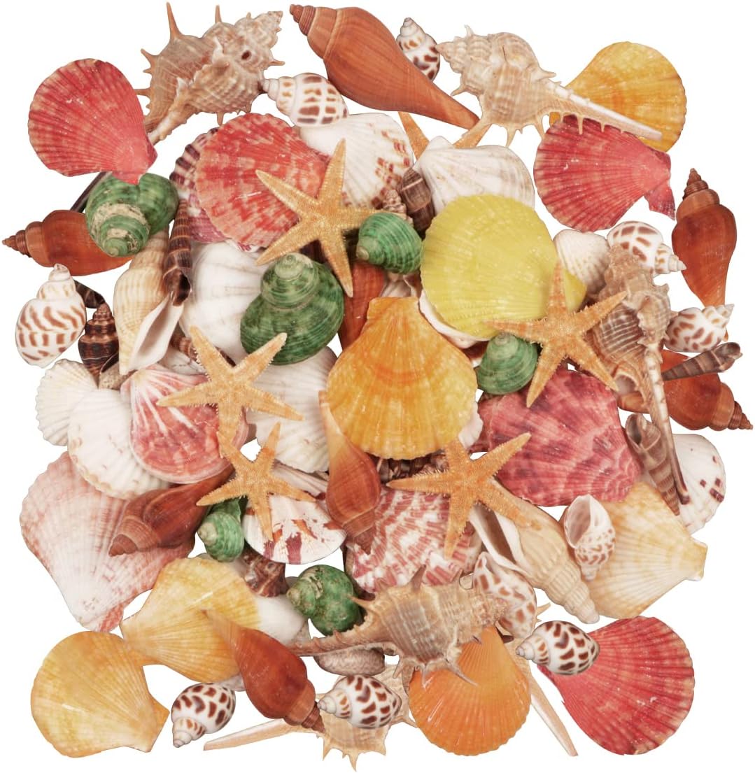 Vase Fillers - Seashells 13 Kinds of Shells 100 PCS Mixed Ocean Beach Colorful Seashells with Starfish Perfect for Home Decoration, Art Craft, Fish Tank and Vase Filler