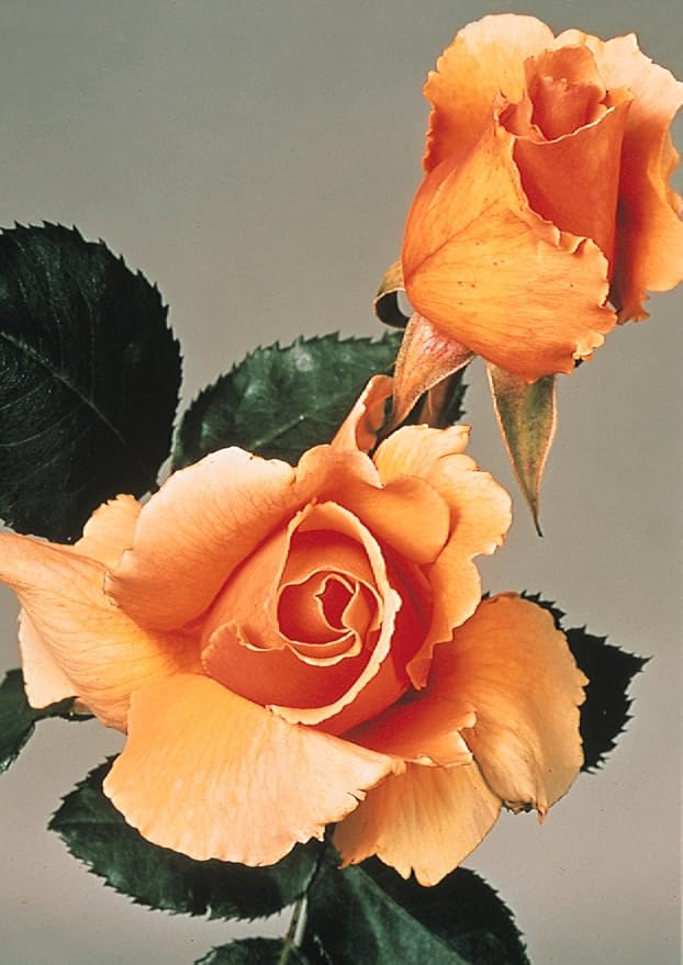 'Just Joey' Rose Bush Amazon.co.uk Garden & Outdoors