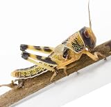 Livefoods4u Large Locust Live Food 2-3.5cm Mega Tub 25 for Reptiles view 5