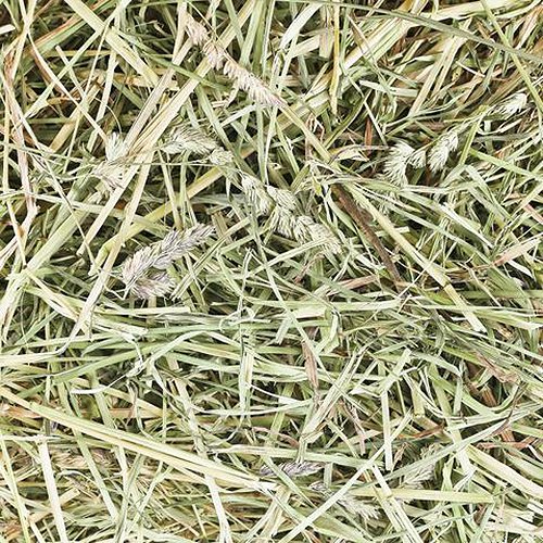Small Pet Select Oat Hay Pet Food, 10 lb.
