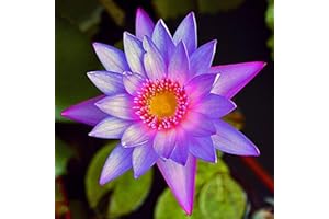 Planterest - Nymphaea Colorata Purple Tropical Water Lily Rhizome Live Aquarium Plant BUY2GET1FREE