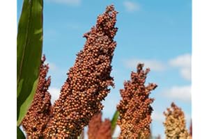 50+ Seeds Sorghum Organic Seeds, Open Pollinated, Grow Indoors, Outdoors, in S, Grow Beds, Soil, Hydroponics Aquaponics -