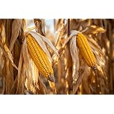 Yellow Dent Seed Corn Open Pollinated 5 pounds | Organic NON-GMO heirloom Maiz grown with plant based fertilizer