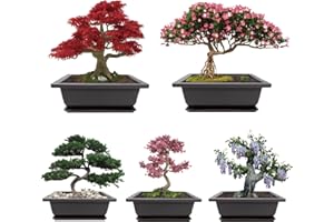 Meekear Growing into Acacia, Wisteria, Sakura, Red Maple, Black Pine, 5 Types for Home Gardening DIY Gifts