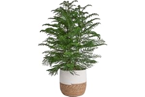 Costa Farms Norfolk Island Pine Live Christmas Tree, House Plant in Decorative Holiday Pot, Easy to Maintain Large Indoor Houseplant, Holidays or Christmas Décor, Decoration, or Gift, 3-4 Feet Tall