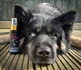 The Pawfume Shop Savage Diog Perfume Spray for Dogs 100ml view 4