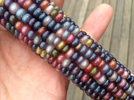 Amazon Com Glass Gem Cherokee Indian Corn Heirloom Premium 50