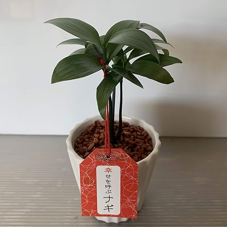 Amazon Shopマルハナ 幸せを呼ぶナギ 梛 1鉢 セラミス植 白 観葉植物 オンライン通販