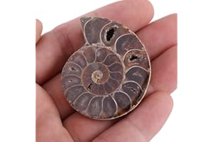 2Pcs Ammonite Specimen, Ammonite Specimen Specimen Ammonit Ammolite Stone Shell Madagascar Stones and Minerals Teaching Speci