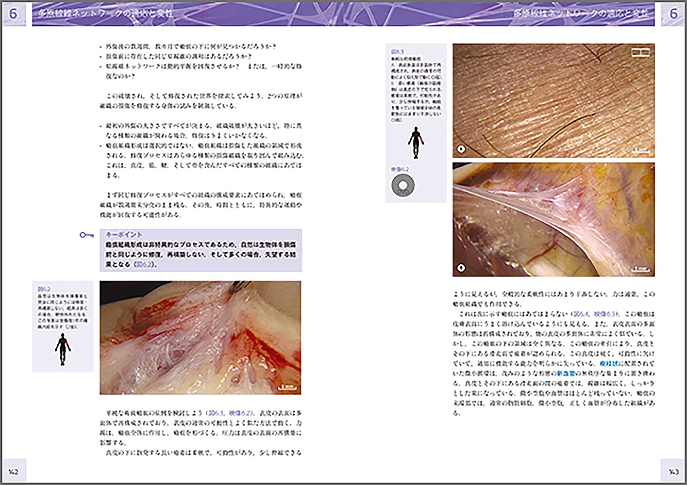 人の生きた筋膜の構造 Dvd付き 内視鏡検査を通して示される細胞外マトリックスと細胞 Jean Claude Guimberteau Colin Armstrong 竹井仁 本 通販 Amazon