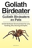 Goliath Birdeater . Goliath Birdeaters as