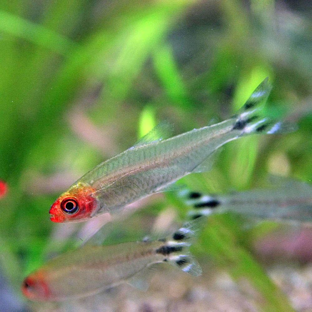 Amazon 熱帯魚 ラミーノーズテトラ 約2cm 12匹 生体 生体 熱帯魚 シュリンプ 水草等 観賞魚 水中生物 通販