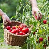 Doff Tomato Feed 500ml with Seaweed & Magnesium NPK 4:5:9 view 4