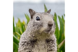 Chipmunks Talking Sound