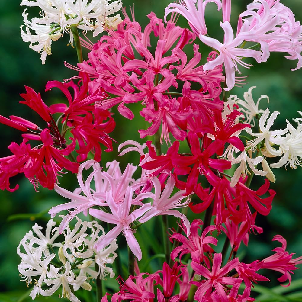Nerine Hybridisers Mix x 10 Bulbs