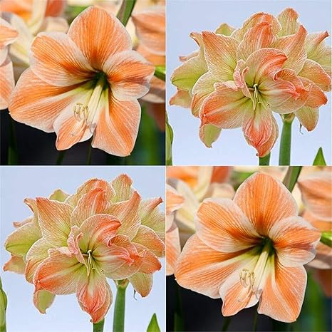 Amazon アマリリス球根 冬の植栽多年生美しい色 楽しい ワンダフルガーデン貴重な 4球根 花