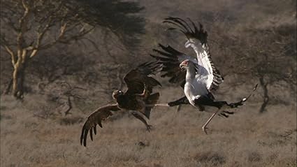 Amazon Co Jp ワイルドライフ アフリカ大サバンナ 飛ばない鳥 大地を生きる Blu Ray Dvd ブルーレイ