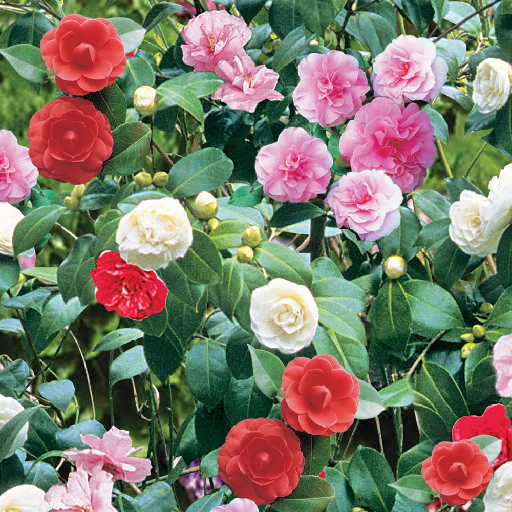 Camellia Tricolour 1 shrub Buy Online in UAE. Outdoors Products