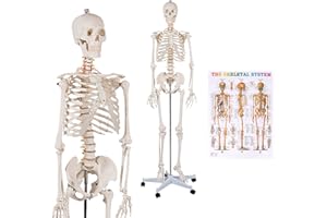 GOFLAME Human Skeleton Model for Anatomy, 70.8” Life Size Skeleton Model with Nervous System and Rolling Stand for Medical Study, Anatomical Skeleton with Movable Arms and Legs, Dust Cover & Poster