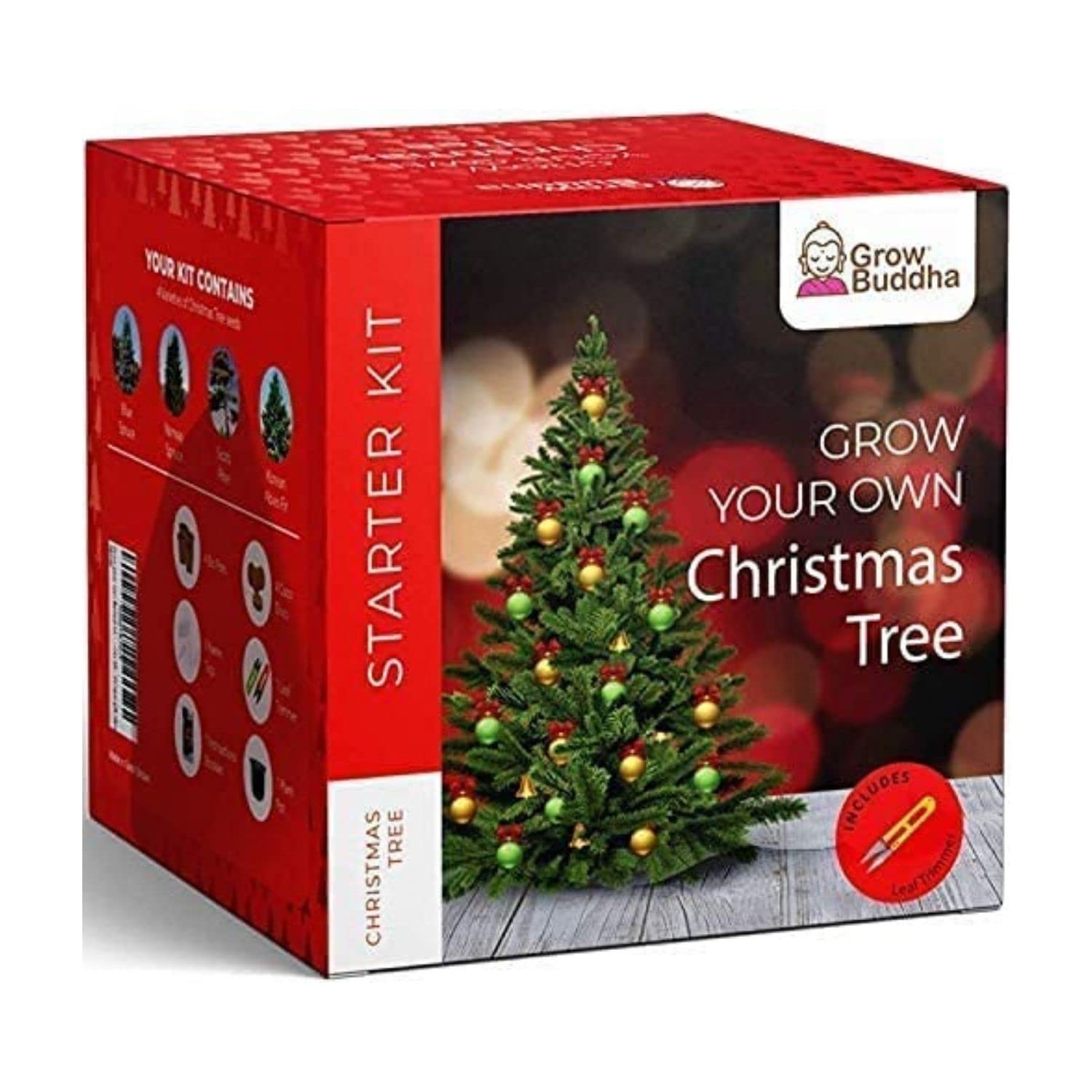 Grow Your Own Xmas Tree – Grow 4 Different Types of Christmas Tree at Home Beginner Friendly Tree Growing Starter Kit with Complete Instructions