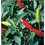 Super Chili Hot Peppers Seeds (20+ Seeds) | Non GMO