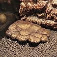 HIERYAN Turtle Basking Platform, Reptile Floating Basking Platform, Magnetic Floating Island Stone Texture Landscape Fish Tank Ornament