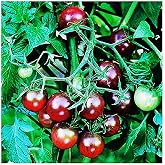 Black Cherry Tomato Seeds - Delicious in Salads