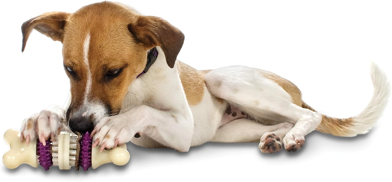 PetSafe Busy Buddy Bristle Bone Dog Chew Toy, L - Image 4