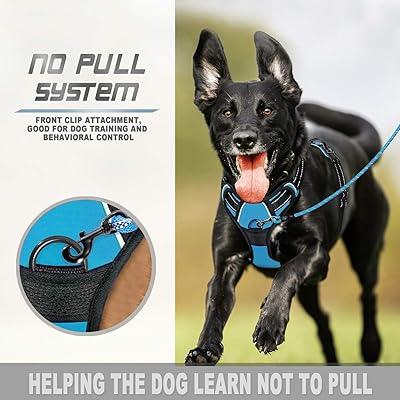 training a large dog not to pull