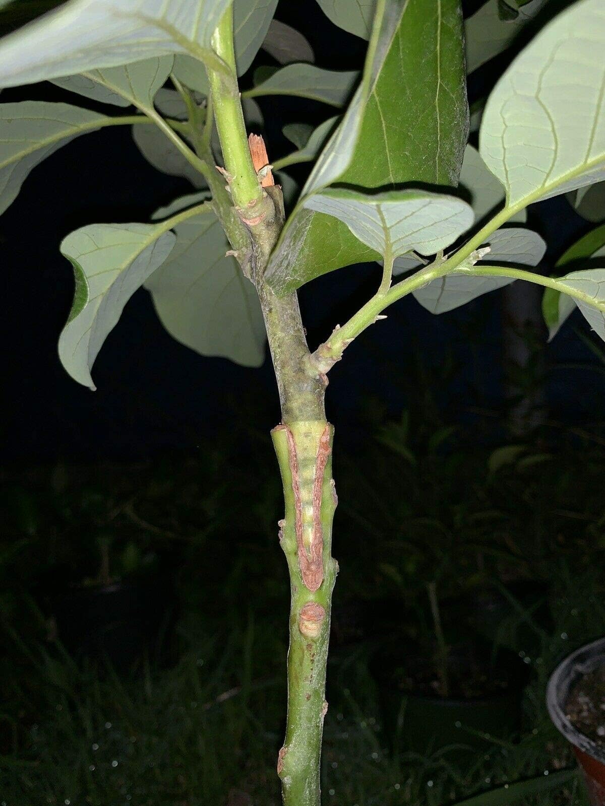 Avocado Tropical Fruit Two Grafted 2-3’ Live Tree Outdoor Garden tkopic