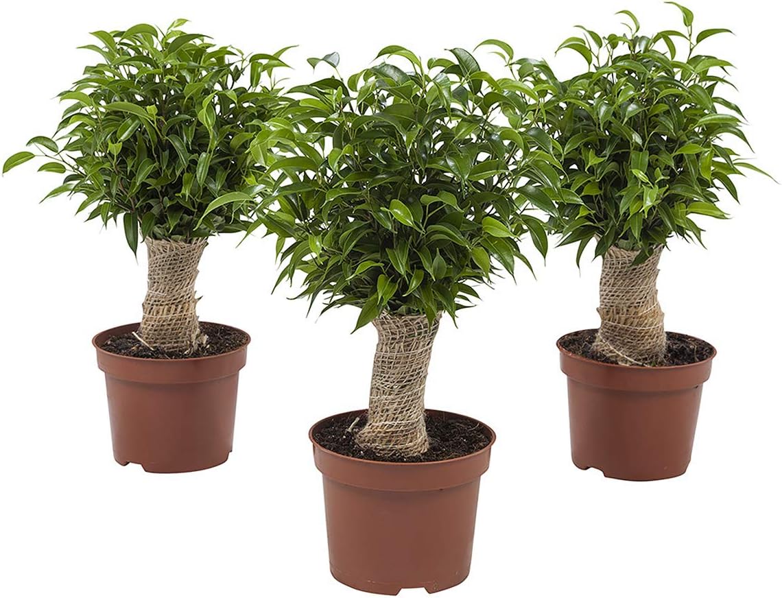 Indoor Plants from Botanicly – 3 × Weeping fig – Height: 35 cm – Ficus benjamina Natasja