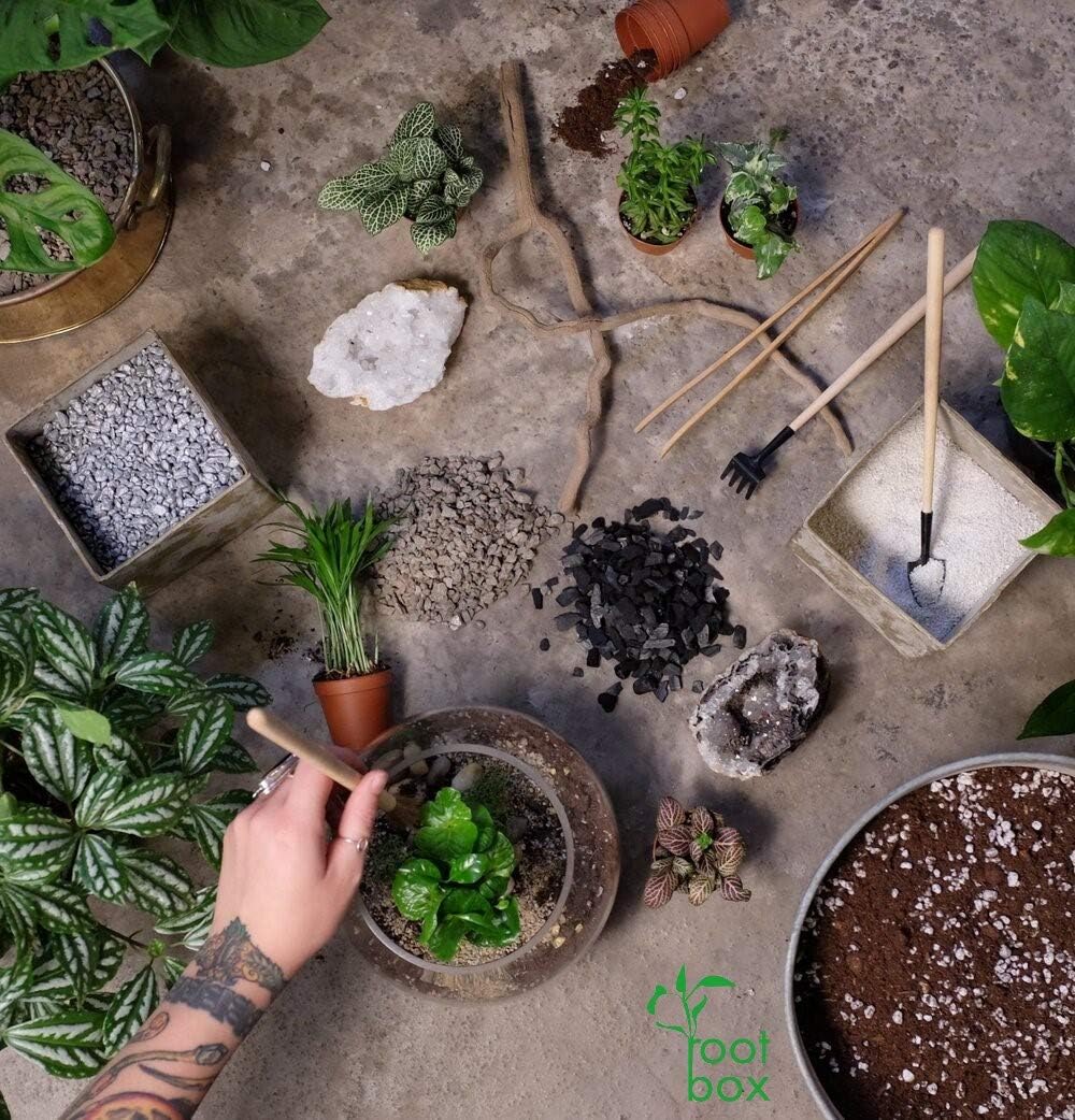 Root box XL Terrarium Plant Kit in scented giftbox, Clear, 12 x 15 x 8.5cm - Image 4