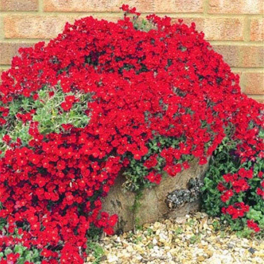 Beautytalk Seeds- 100PCS Rock Cress Climbing Plant Seeds, Groundcover Flower Garden Decoration Perennial flower seeds hardy ornamental plants