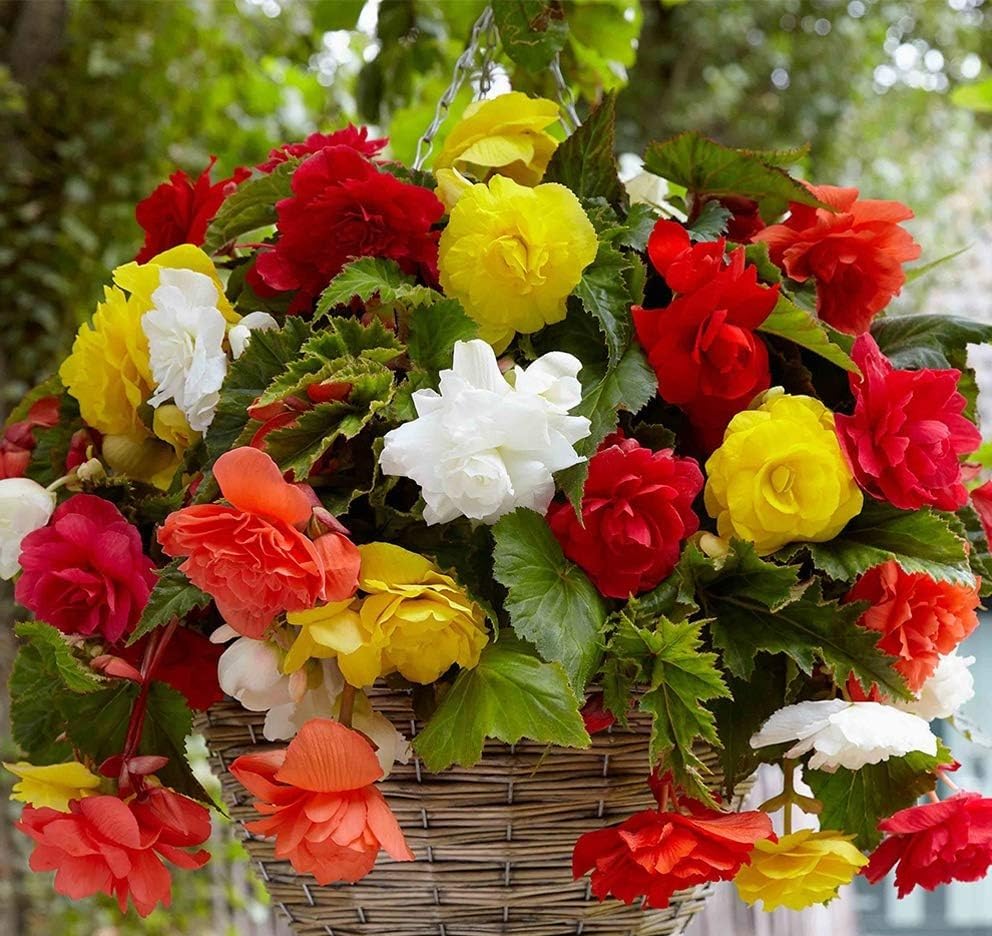 4 x Begonia Pendula Mixed- Great for Hanging Baskets & Containers- Perfect for Your Beautiful Summer Garden