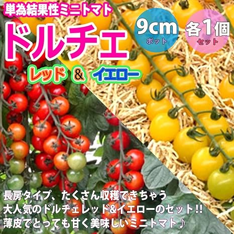 Amazon ミニトマト苗 ドルチェ レッド イエロー 赤実 黄色実2品種セット 野菜苗 9cmポット自根苗 レッド イエロー各1個セット 高糖度薄皮ミニトマトの苗 新品種 楽々多収穫長房ミニトマト 薄皮で皮が口に残らず 糖度はおおよそ9度程度まで上がる甘いミニトマト