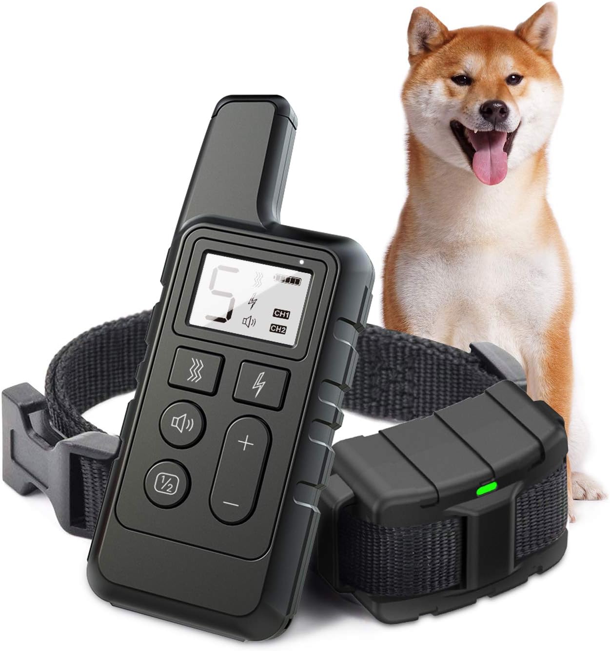 jack russell and beagle mix for sale