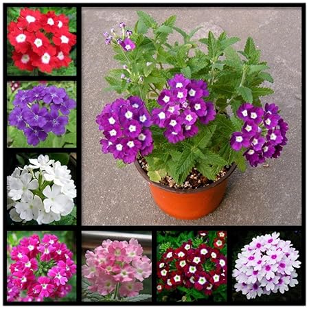 Creative Farmer Flower Seeds : Mosquito Plant(Mosquito Repellent) Flower Seeds Best Flowering Seeds Garden [Home Garden Seeds Eco Pack] Plant Seeds
