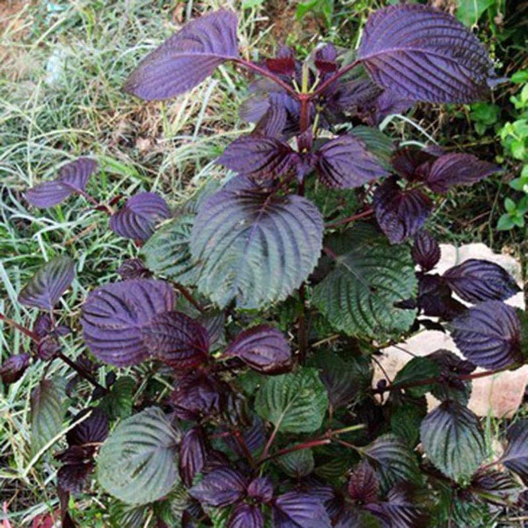 Перилла Семена Купить