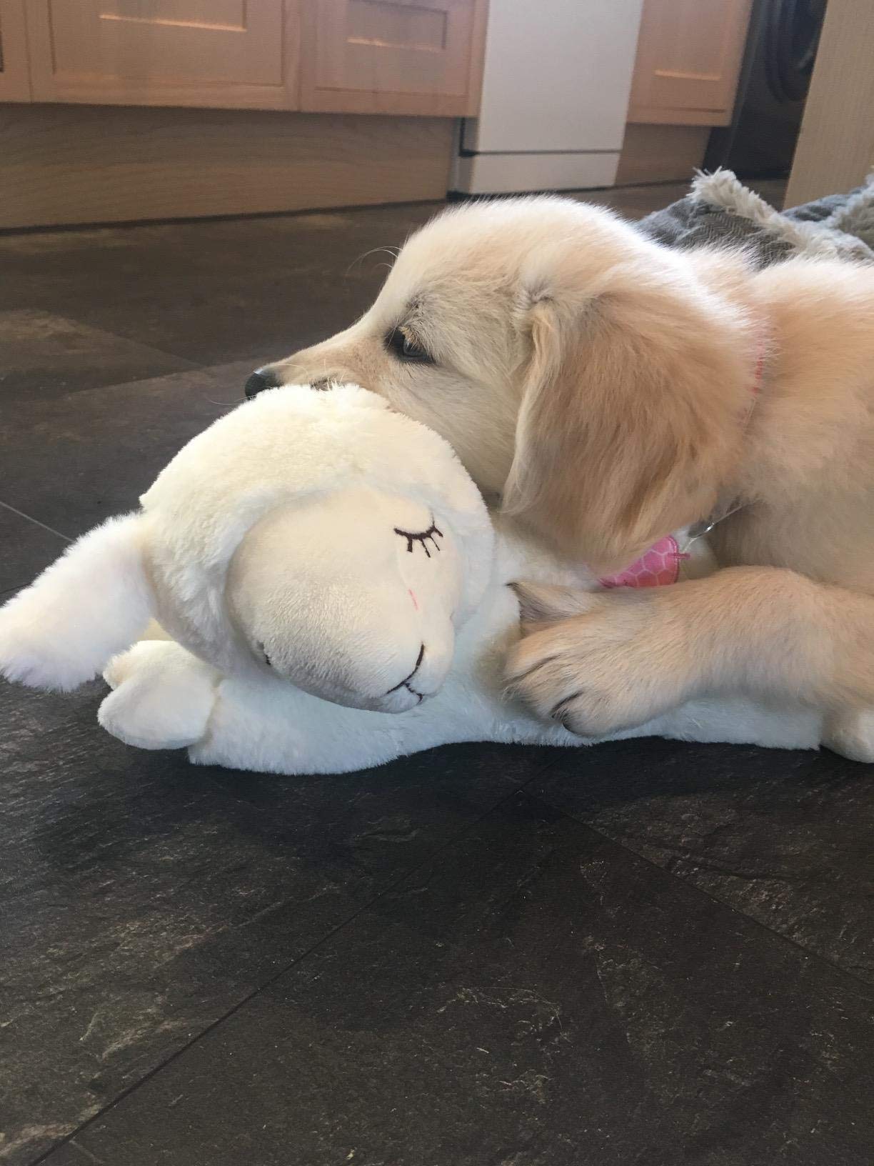 puppy behavioral aid toy