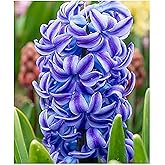 5 Aqua Hyacinth Bulbs