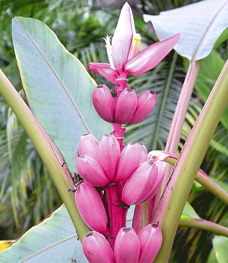 MEIGUISHA Gartensamen- Winterharte Banane Baum Samen exotische Bananenpflanze Obst Fruchtsamen mehrjährig winterhart ertragre