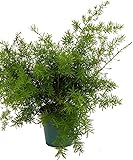 Asparagus Sprengeri Fern - Asparagus - 4" Pot - Easy to Grow - Great Houseplant