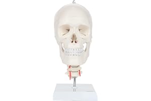 Axis Scientific 3-Part Human Skull Model with Flexible Neck | Realistic Life Size Plastic Skull on a Flexible Cervical Spine Molded from a Real Human Skull