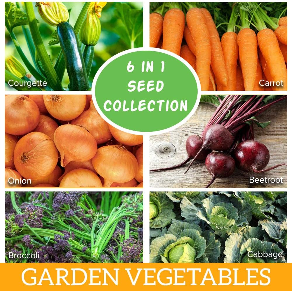 Garden Vegetables - 6 in 1 Seed Collection - Easy to Grow Garden Vegetable Varieties - Easy Gardening - Allotment Garden Favourites - Image 3