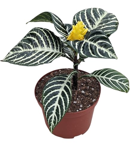 coconut palm plant Coconut Palm Tree For Sale Including Care Guide