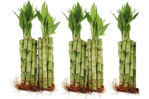 Live Lucky Bamboo Bulk Bundle of 50 Stalks - 8 Inch Stalks - Live Indoor Plants for Home and Office Decor, Arts & Crafts, and Feng Shui - NW Wholesaler