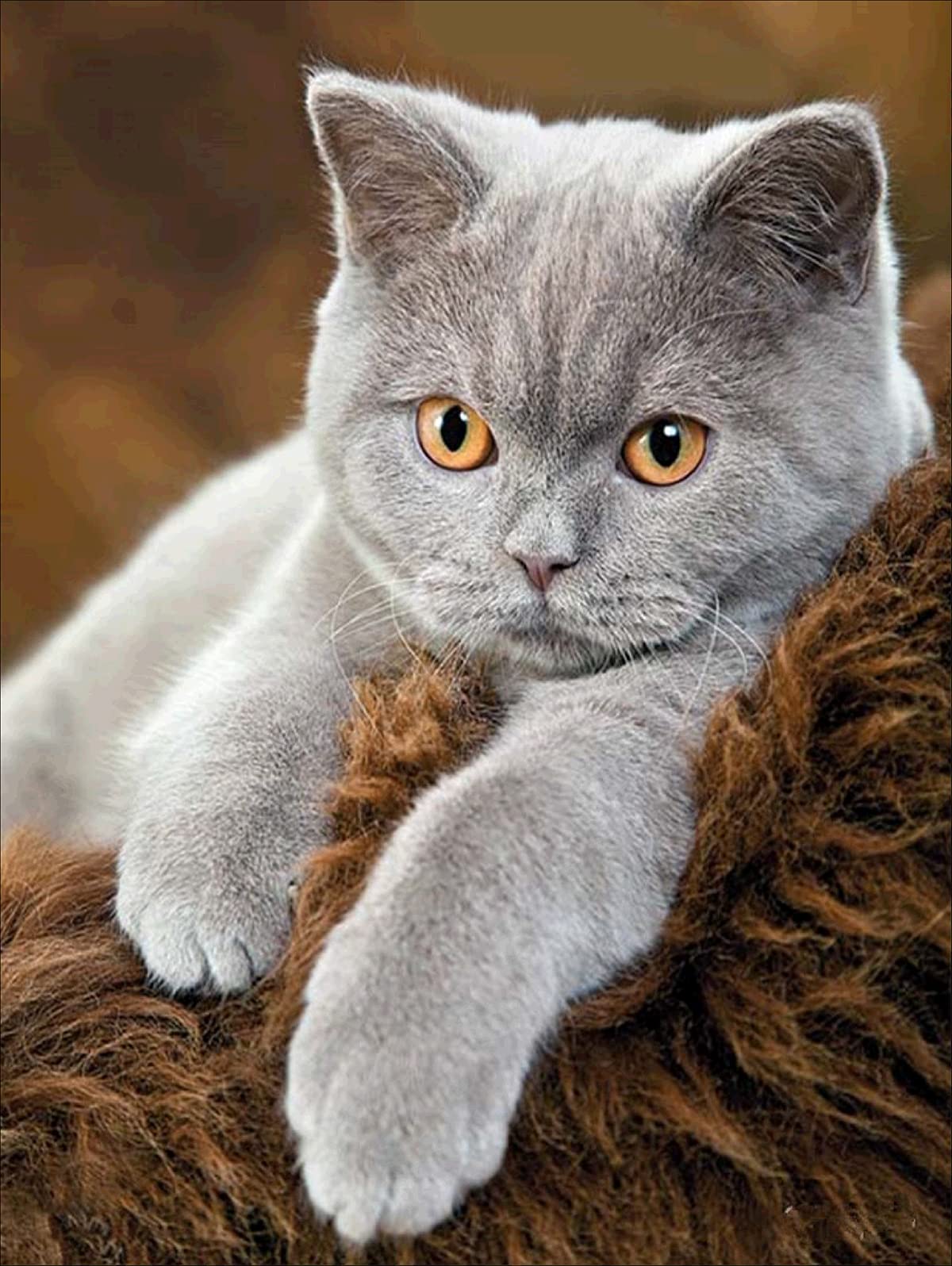 NAIMOER Cat Diamond Painting Kits for Adults, Diamond Painting Grey Cat Full Drill 5D Diamond Art Kits for Kids Rhinestone Embroidery for Wall Home Decor 12x16inch