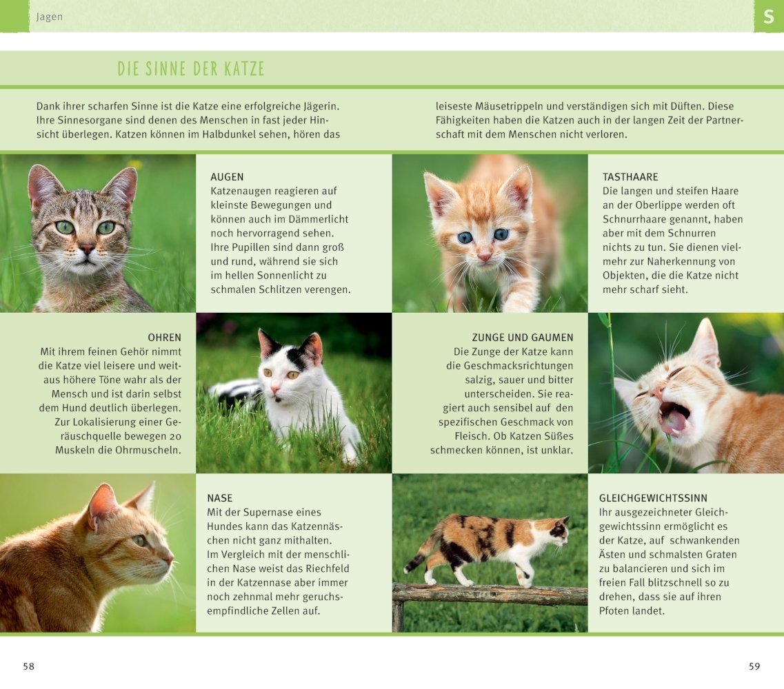 300 Fragen Zum Katzenverhalten Experten Tipps Aus Der